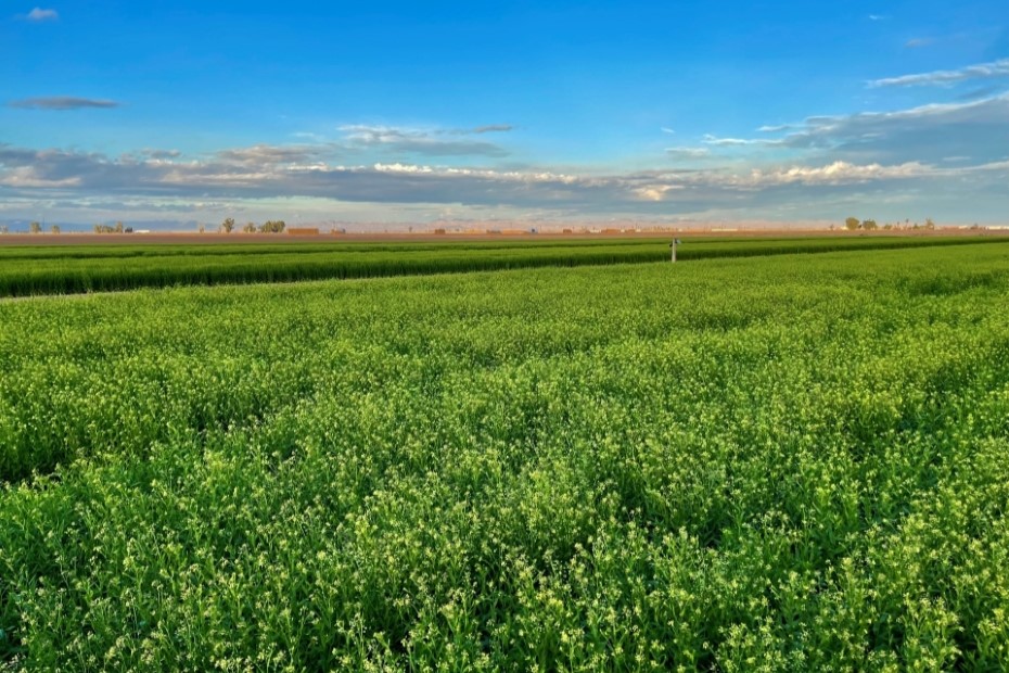 Shell and S&W Enter Joint Venture to Develop and Produce Sustainable Biofuel Feedstocks
