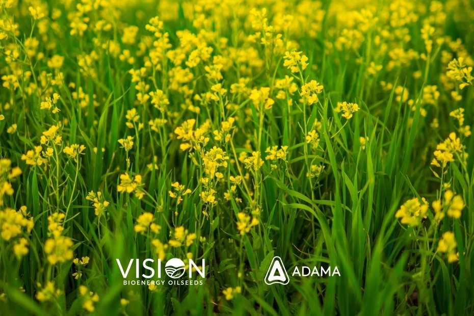 VISION Bioenergy Oilseeds and ADAMA Collaborate to Expand Crop Protection Solutions for Camelina Growers