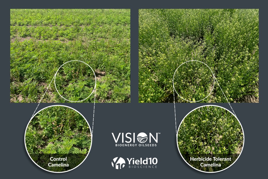 Yield10 Bioscience Grants Global License to VISION Bioenergy Oilseeds for  Herbicide Tolerant Camelina Cultivated for the Production of Biofuel Feedstock