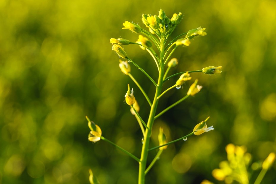 Camelina: A novel oilseed crop (an overview)