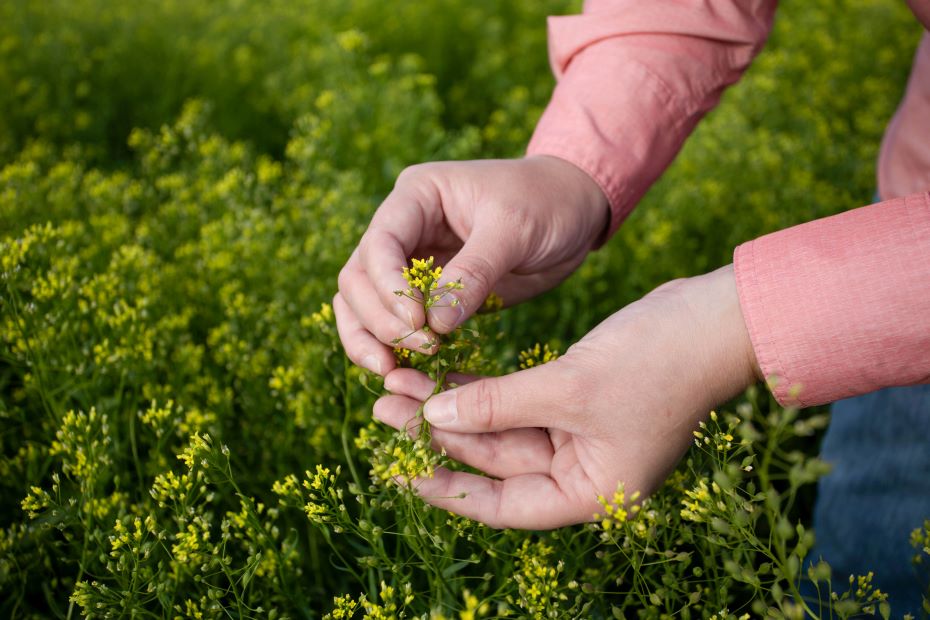 Growing camelina with VISION: a fit for your farm?