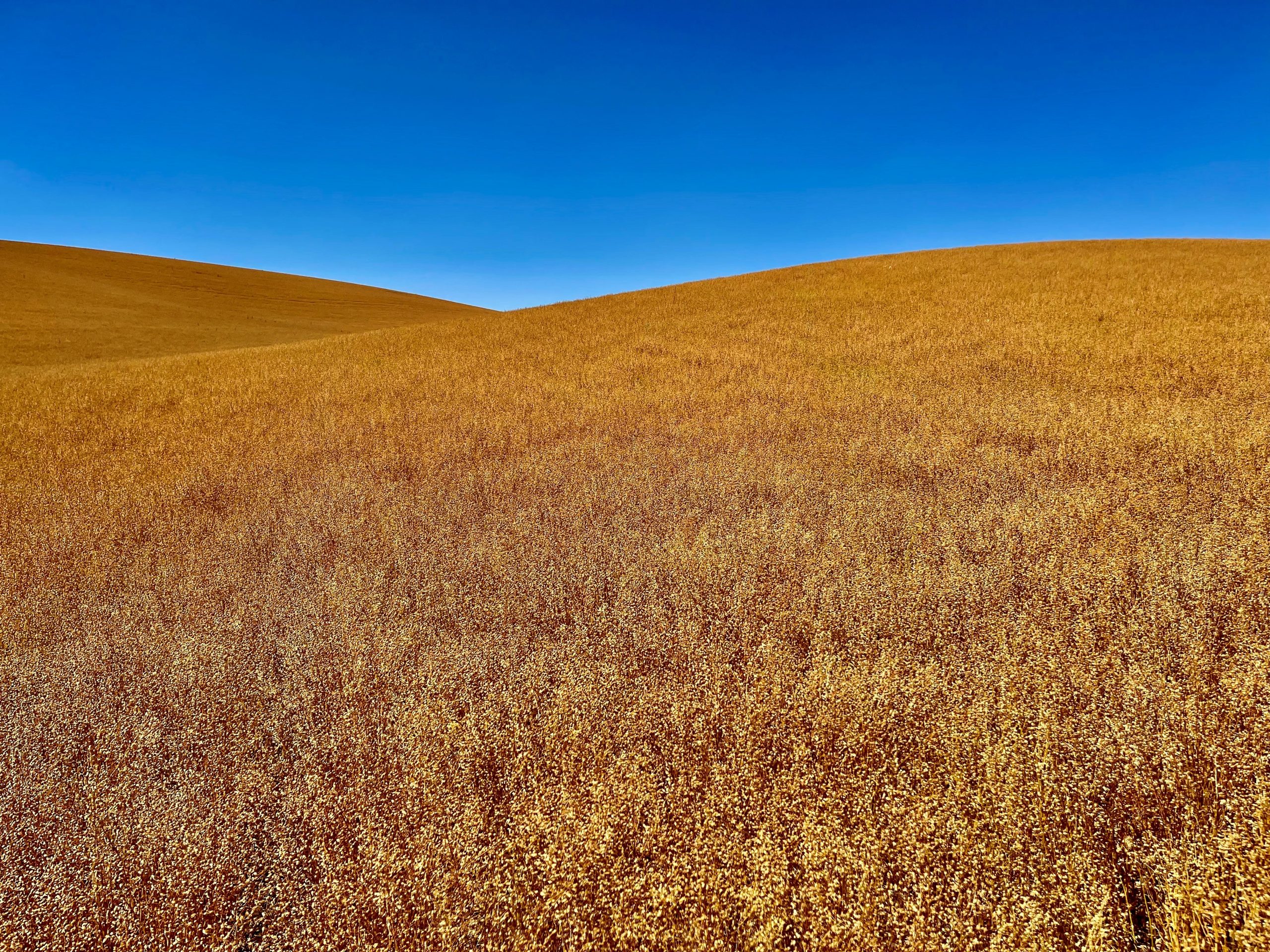 Gold Camelina Full Field