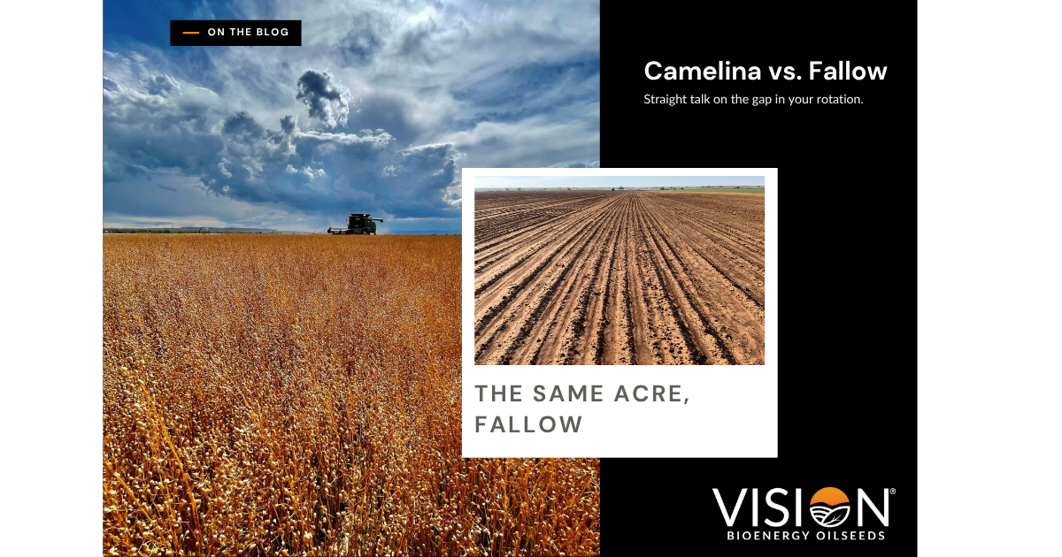 Camelina vs. Fallow: What an Available Acre Could Be Doing 