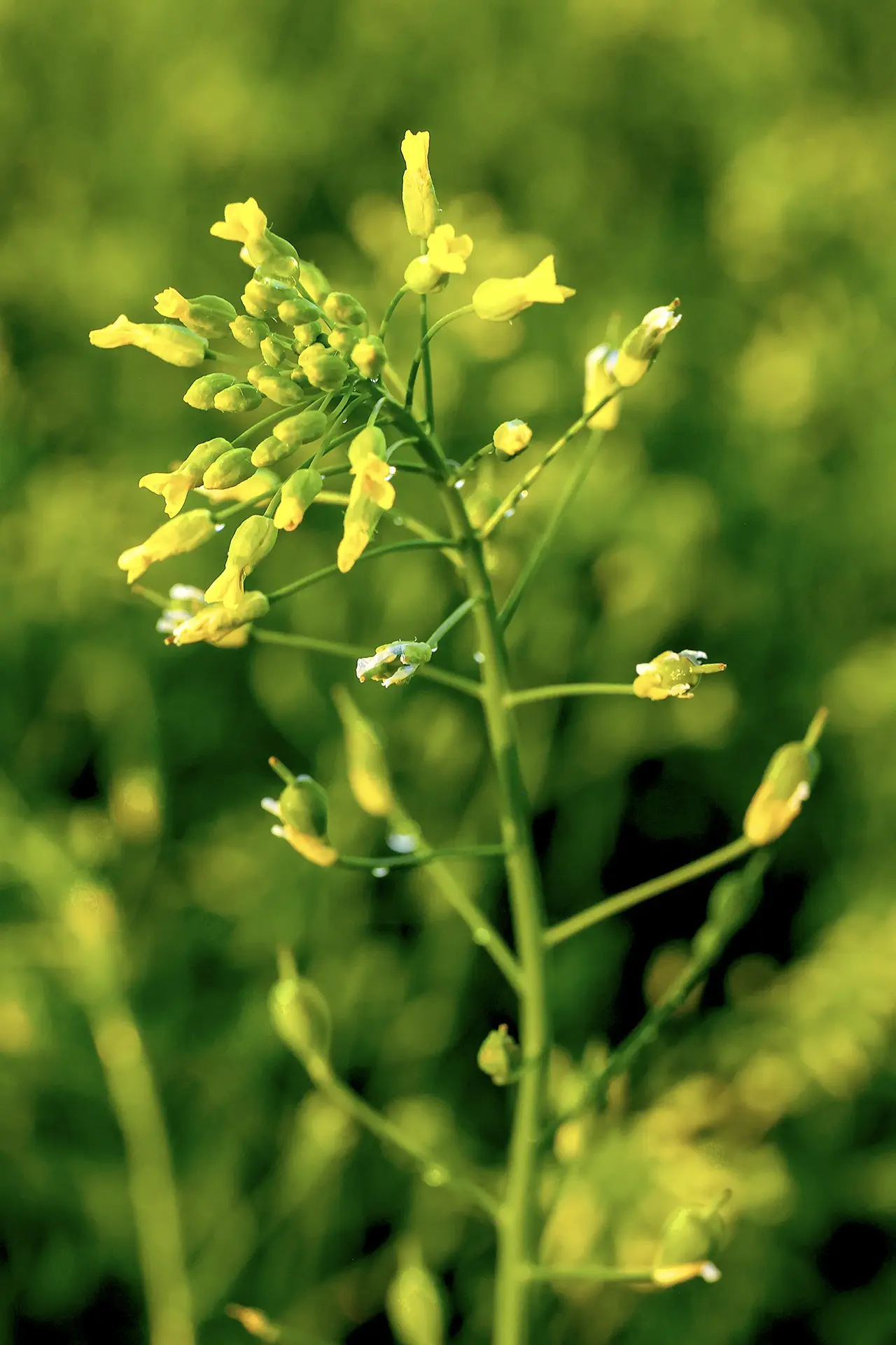 Yellow camelina flowers in bloom