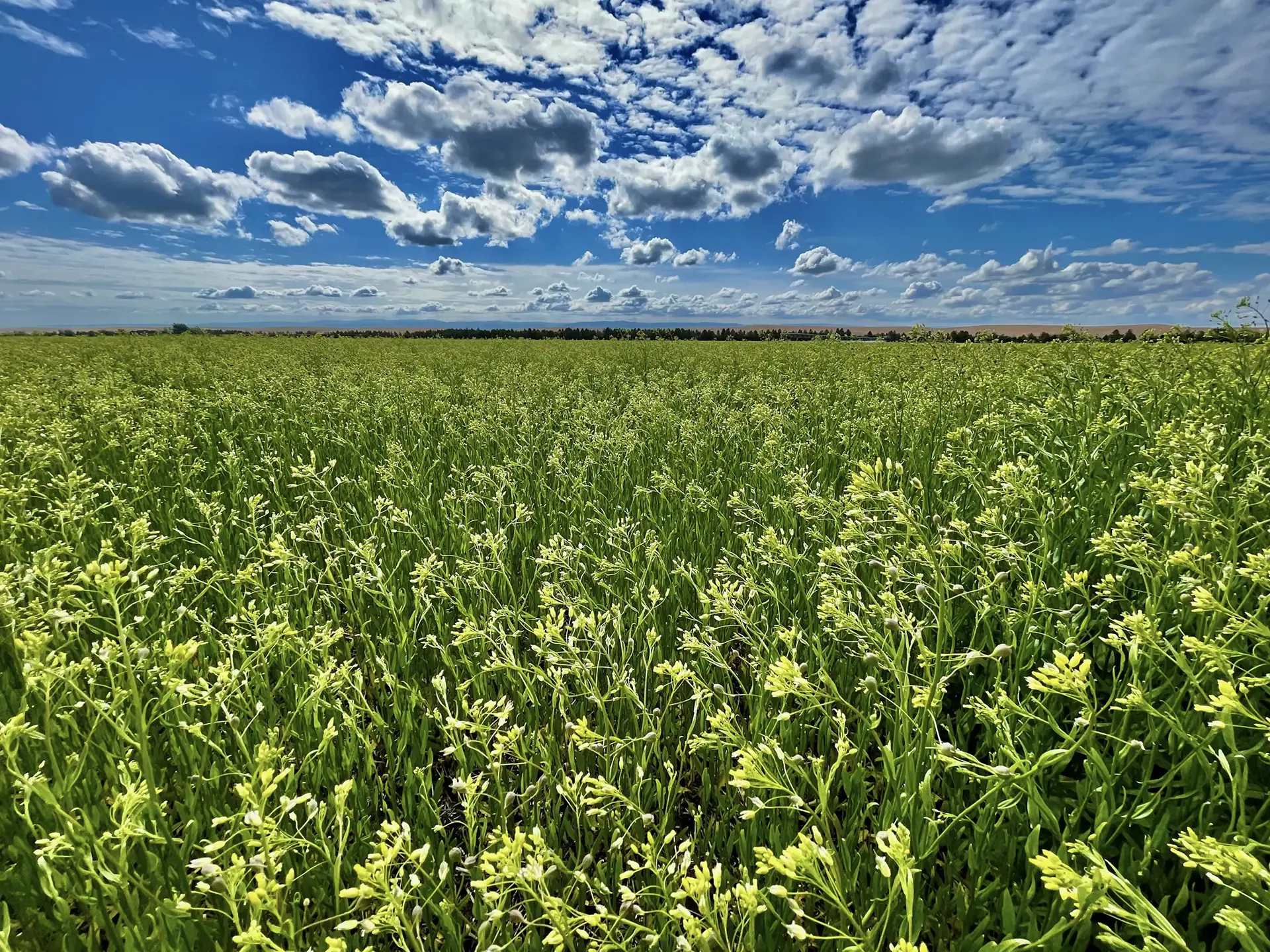 Camelina in the field