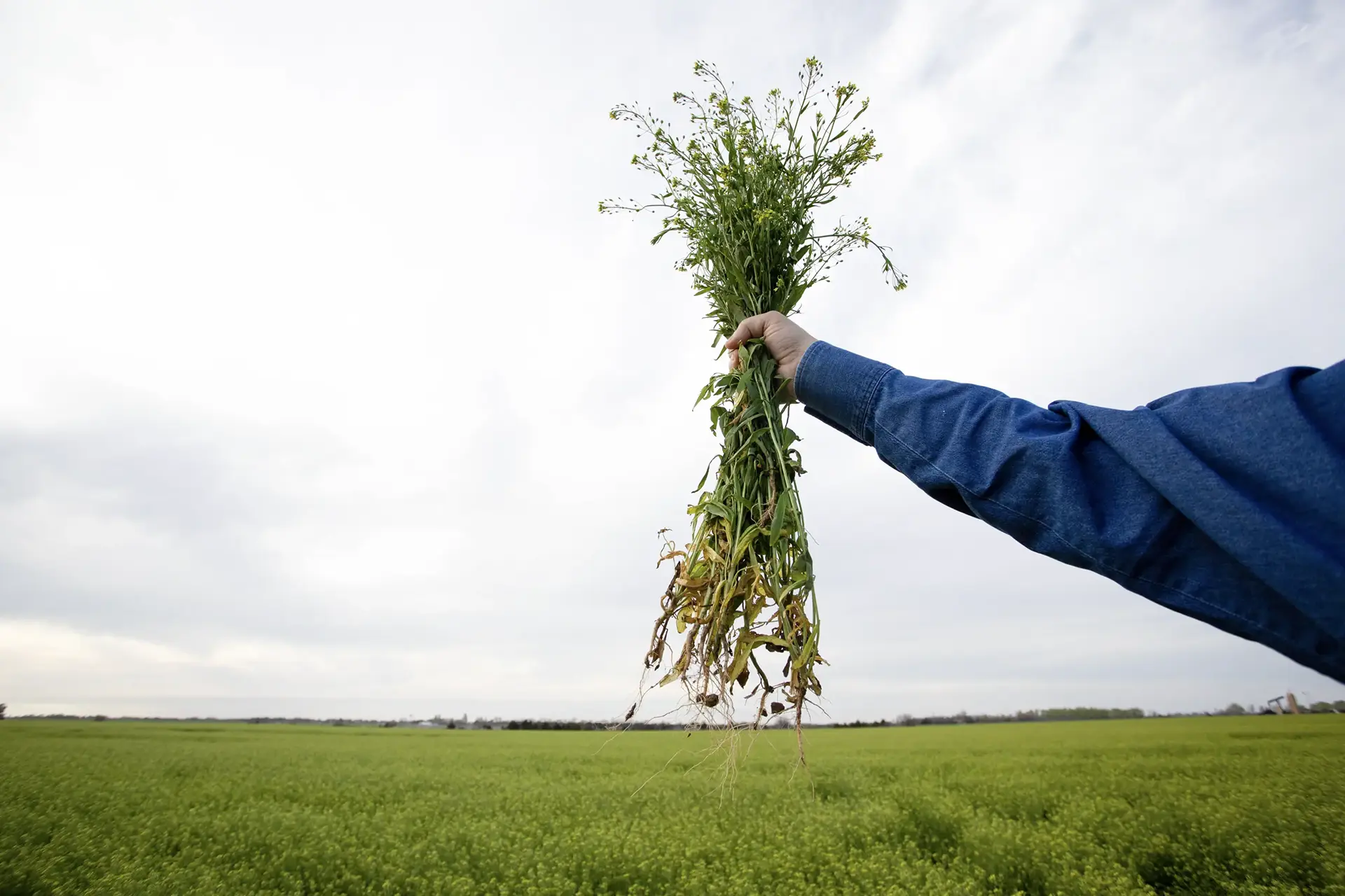 Camelina plant characteristics
