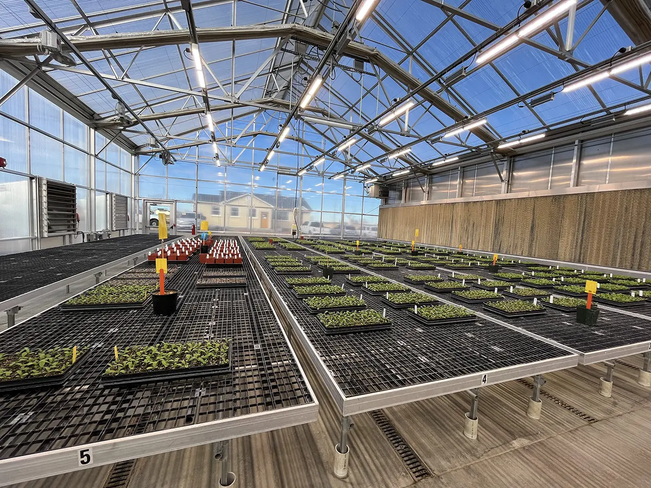 Camelina seedlings in labelled trays inside a VISION greenhouse