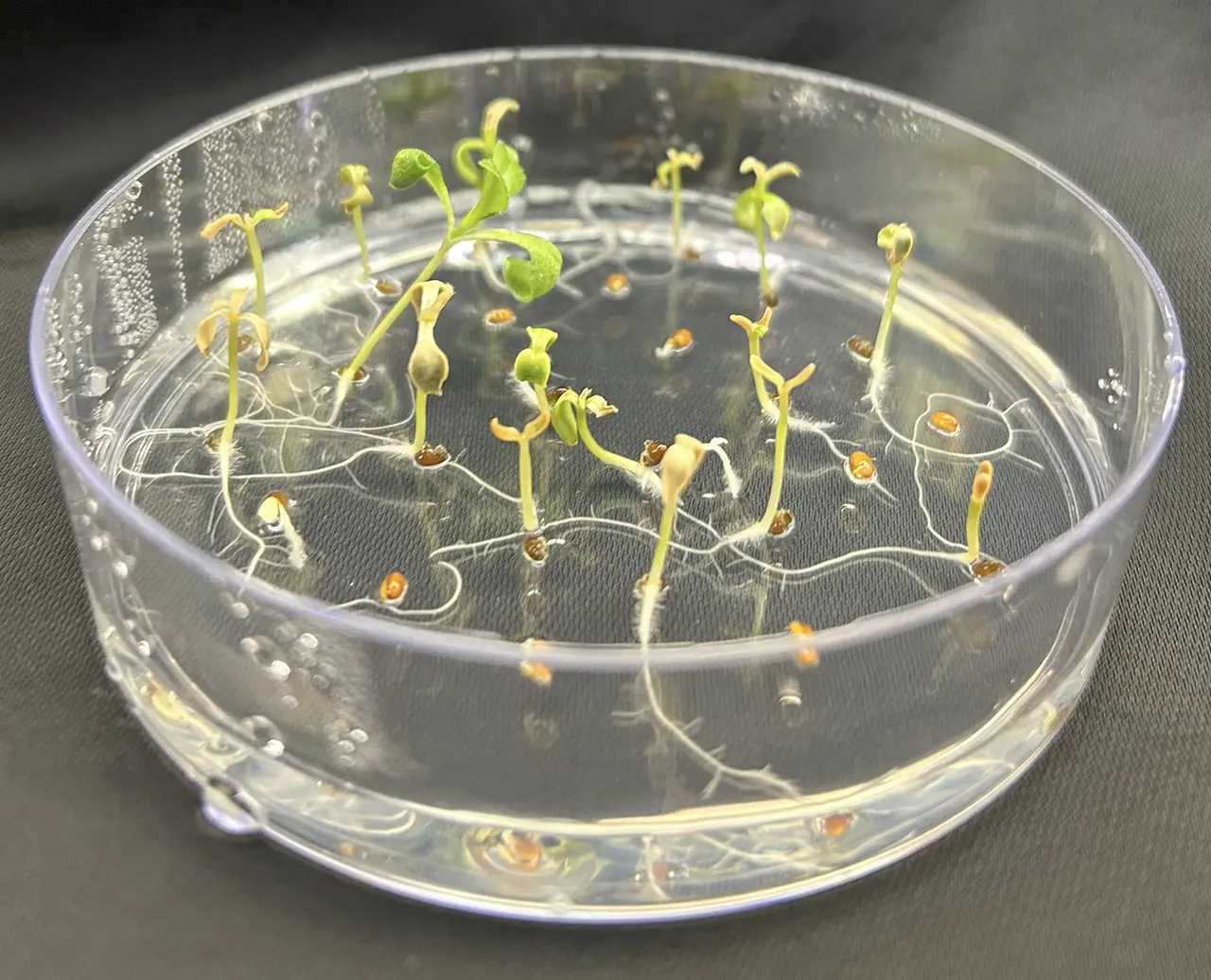 Camelina seedlings in a petri dish during a herbicide tolerance screen