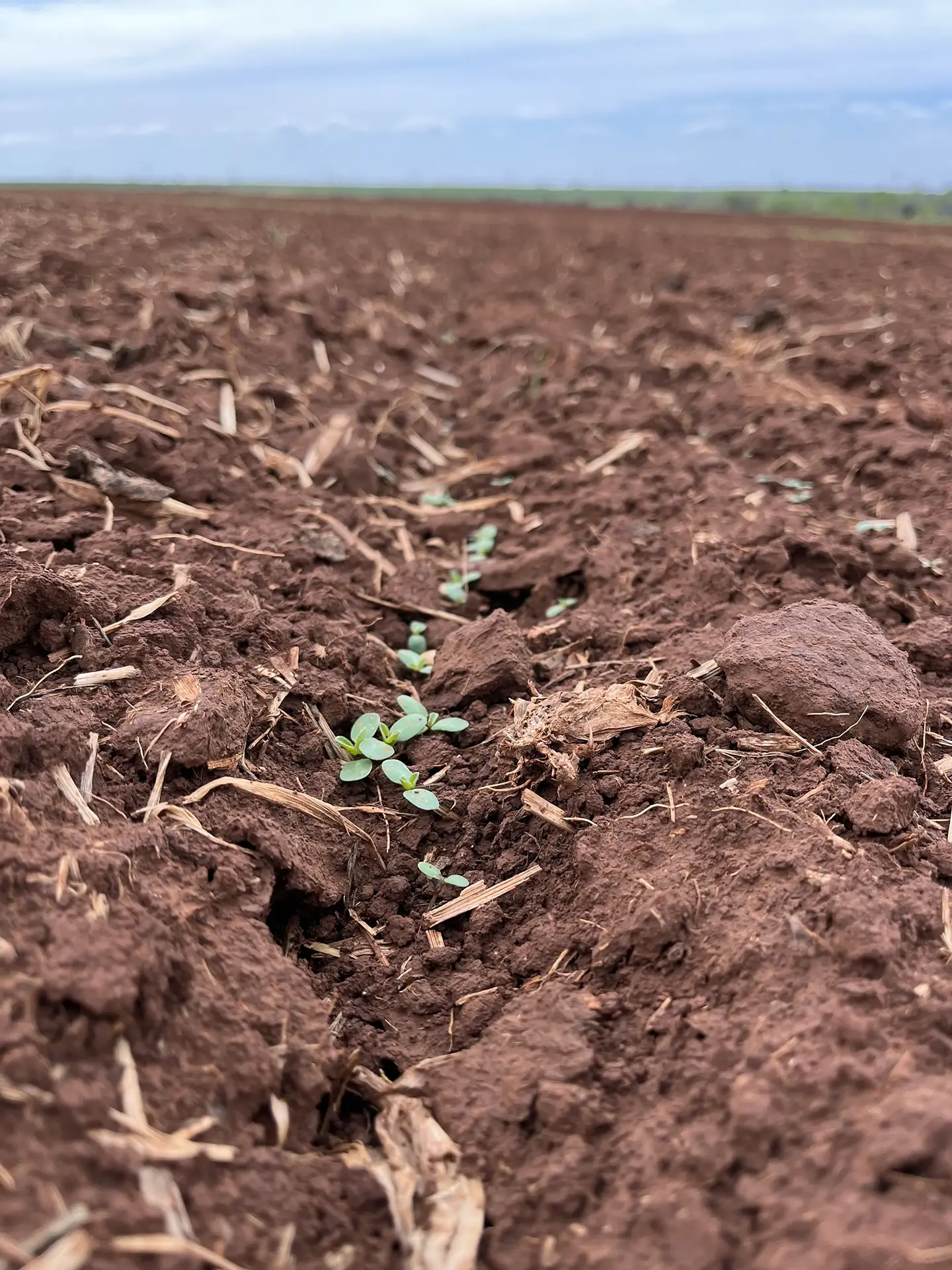 Camelina seedling emerging from tilled soil