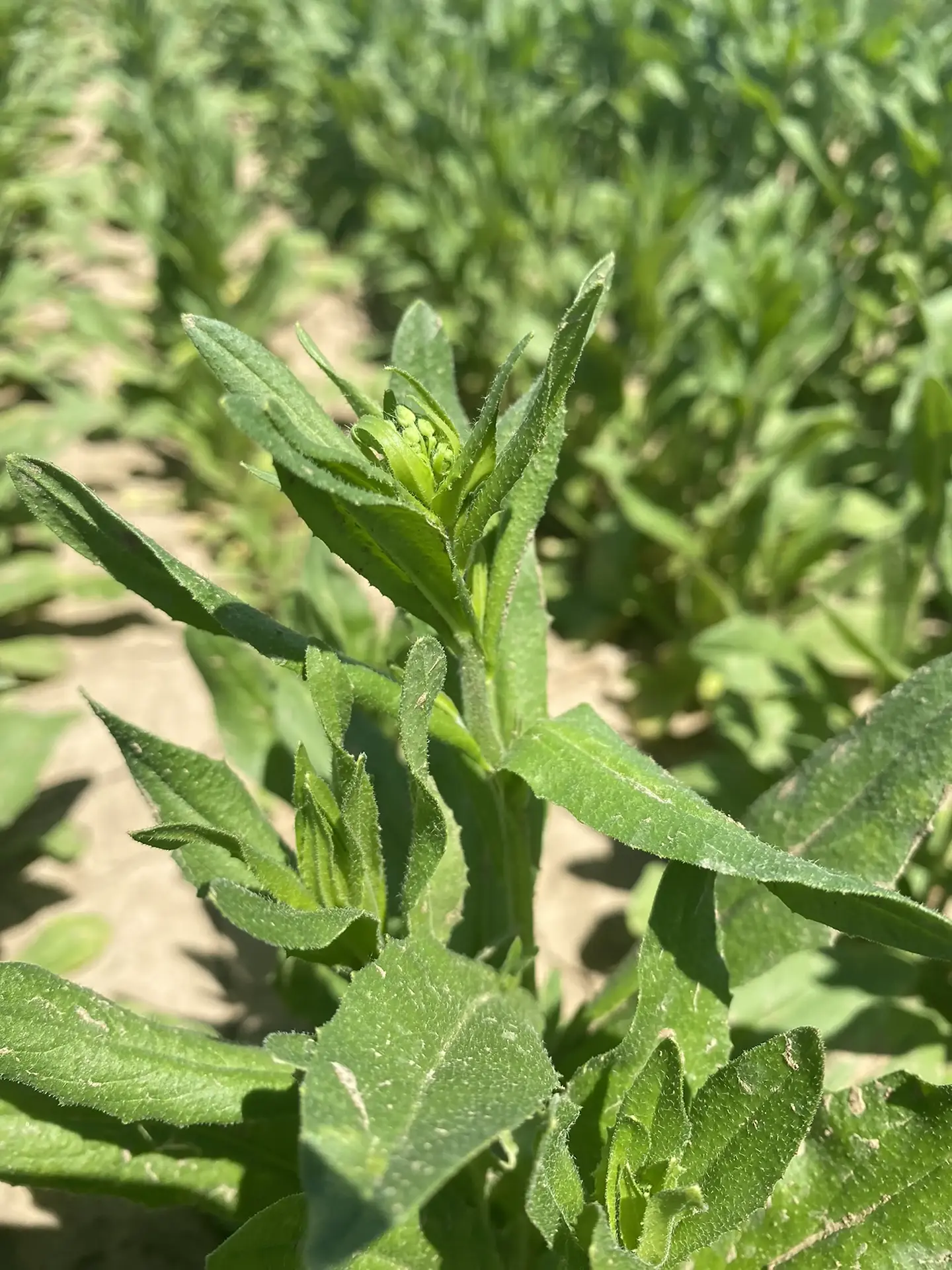 Bolting camelina stem with a forming bud cluster