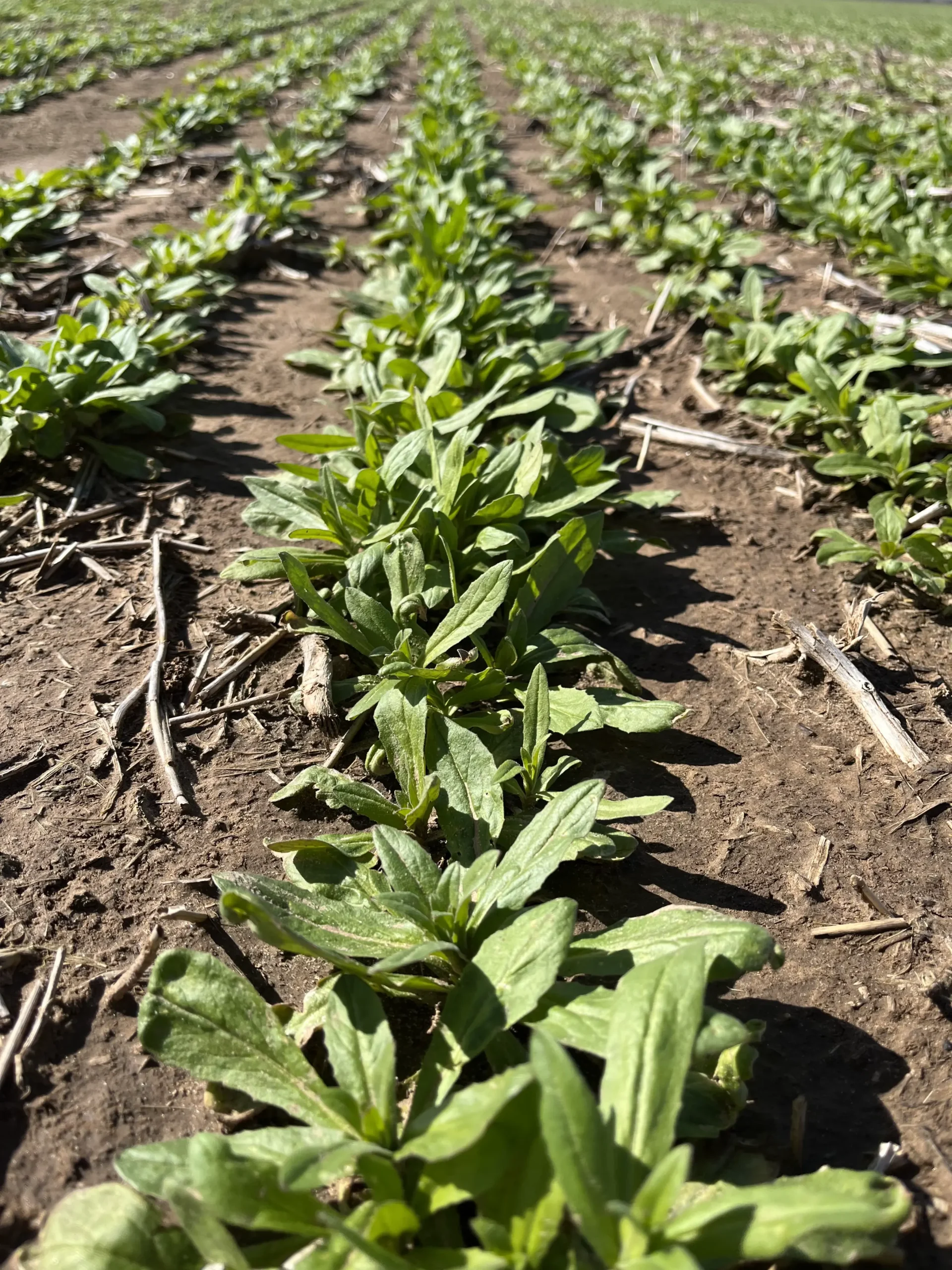 Low-growing camelina rosettes in the field